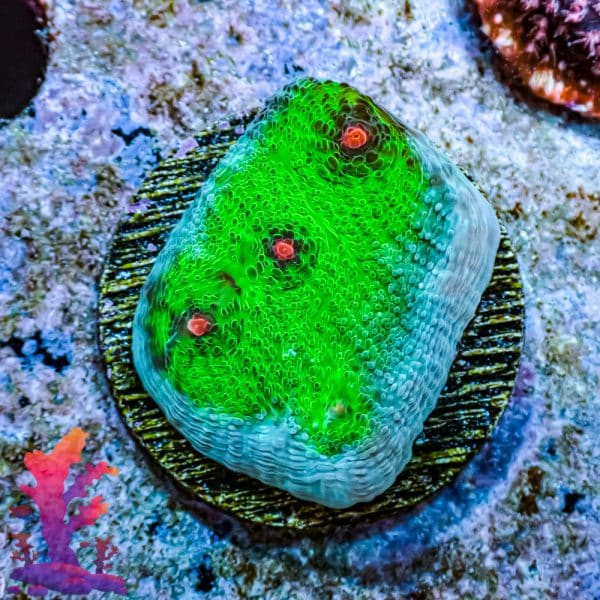 Alien Eye Chalice - Image 2