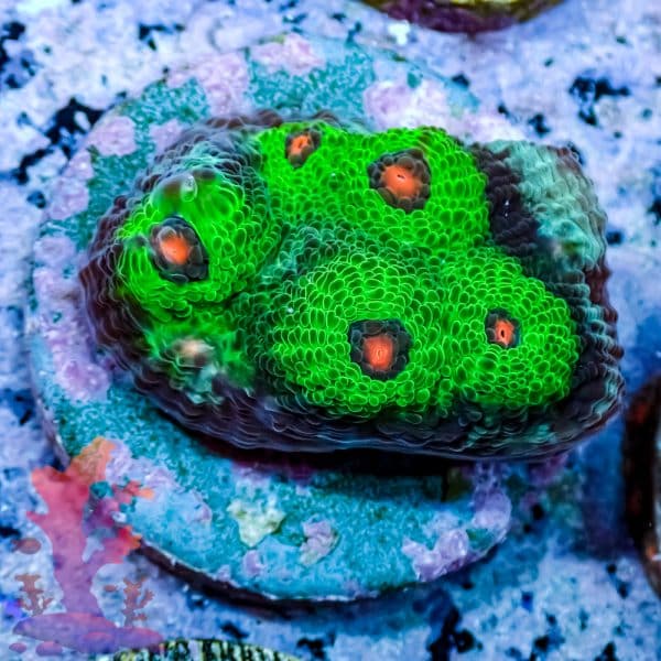 Alien Eye Chalice - Image 3
