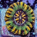 Alien Eye Chalice - Image 4