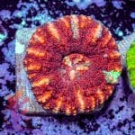 Alien Eye Chalice - Image 6