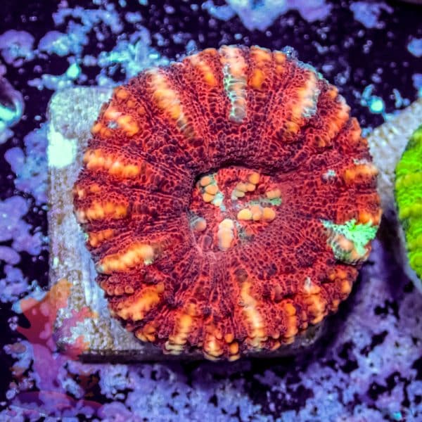 Alien Eye Chalice - Image 6