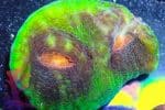 Alien Eye Chalice - Image 7