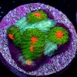 Alien Eye Chalice - Image 8