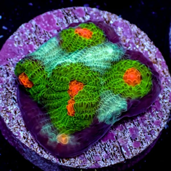 Alien Eye Chalice - Image 8