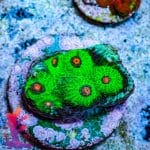 Alien Eye Chalice - Image 9