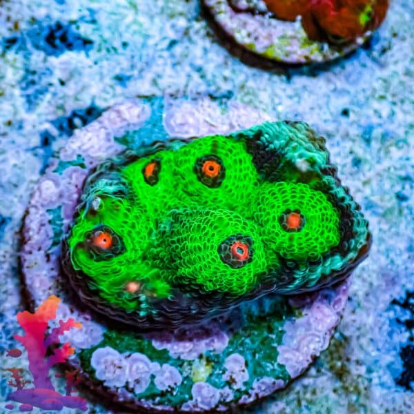 Alien Eye Chalice - Image 9