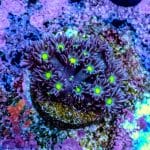 Alien Eye Goniopora