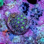 Alien Eye Goniopora - Image 2