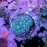 Alien Eye Goniopora - Image 3