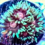 Alien Eye Goniopora - Image 4