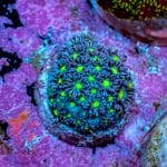 Alien Eye Goniopora - Image 6