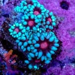 Alien Eye Goniopora - Image 7