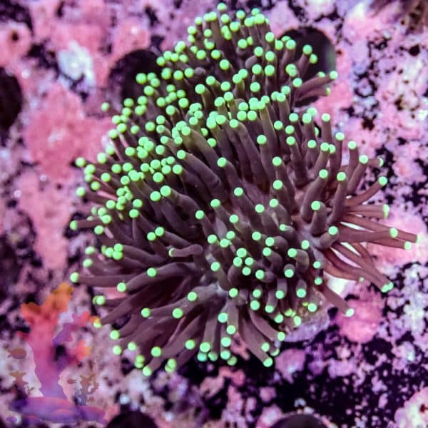 Aussie Green Tipped Torch - Image 10