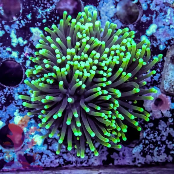 Aussie Green Tipped Torch - Image 2