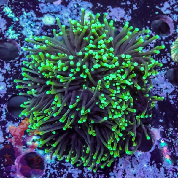 Aussie Green Tipped Torch - Image 3