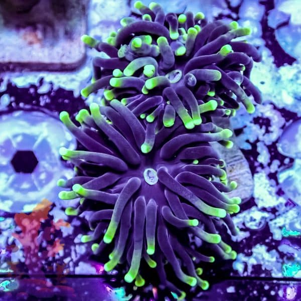 Aussie Green Tipped Torch - Image 4