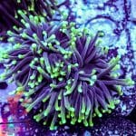 Aussie Green Tipped Torch - Image 6