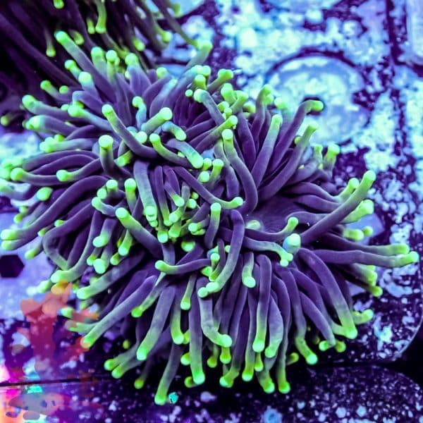 Aussie Green Tipped Torch - Image 6