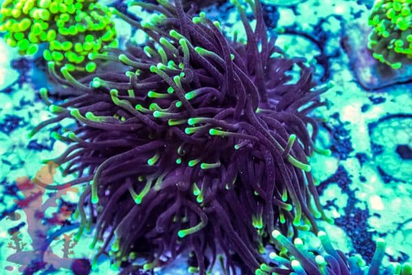 Aussie Green Tipped Torch - Image 7