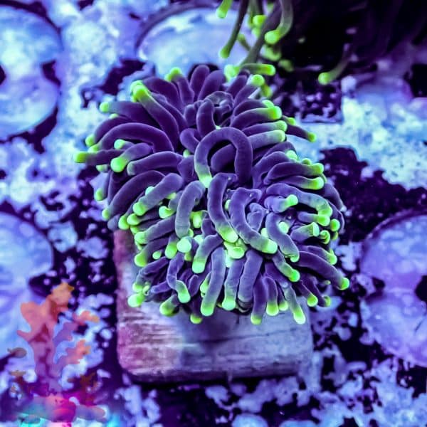 Aussie Green Tipped Torch - Image 8