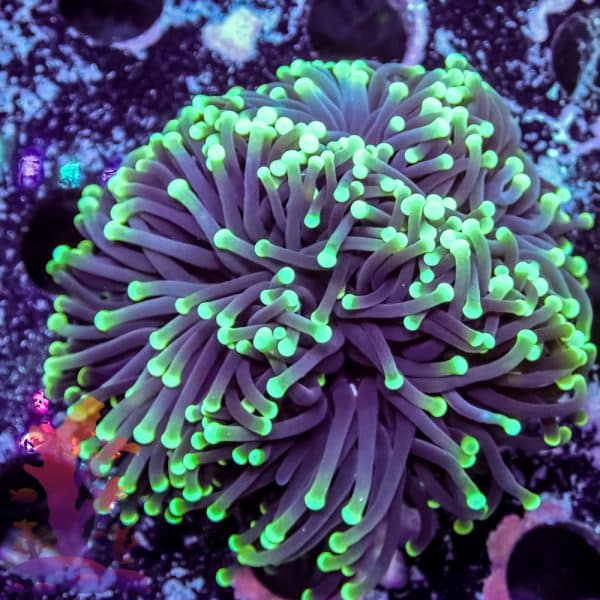 Aussie Green Tipped Torch - Image 9