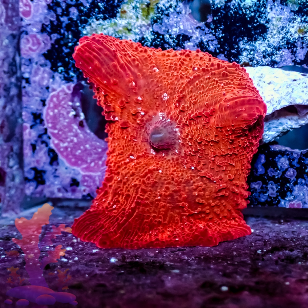 blood-red-disco-mushroom-1 Blood Red Disco Mushroom - Image 1