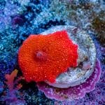 Blood Red Disco Mushroom - Image 10