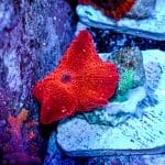 Blood Red Disco Mushroom - Image 2