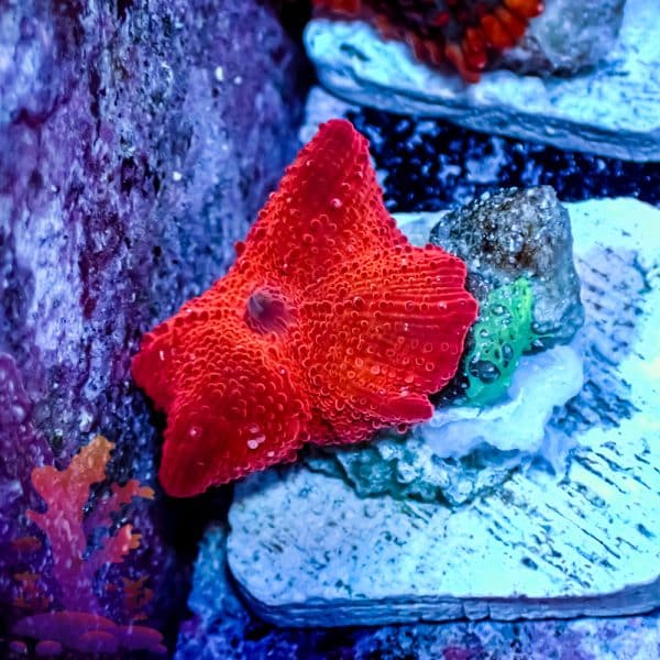 Blood Red Disco Mushroom - Image 2