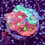 Blood Red Disco Mushroom - Image 3