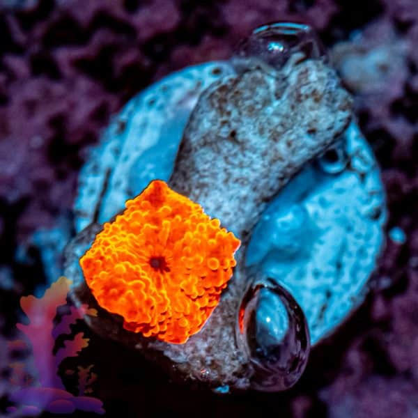Blood Red Disco Mushroom - Image 5