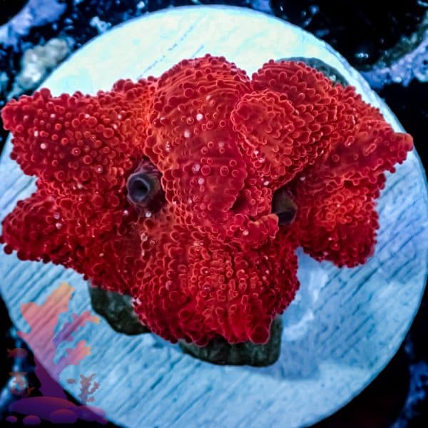 Blood Red Disco Mushroom - Image 6