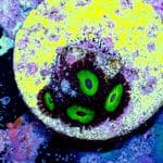 Blood Red Disco Mushroom - Image 8