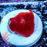 Blood Red Disco Mushroom - Image 9