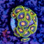 Blow Pops Zoa