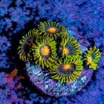 Blow Pops Zoa - Image 2