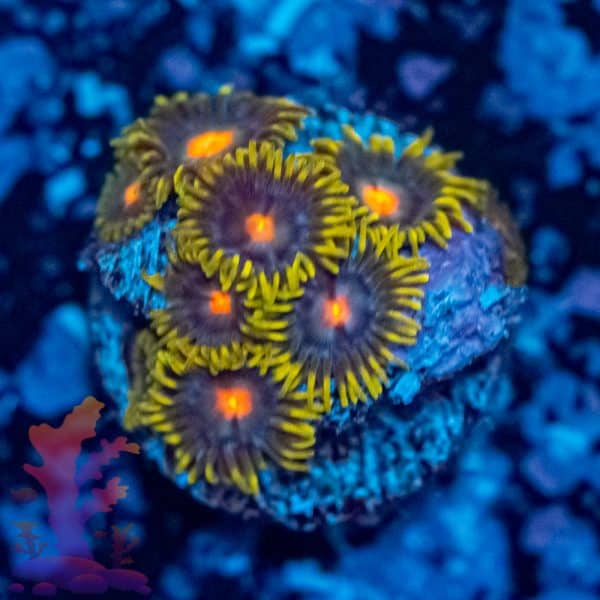Blow Pops Zoa - Image 3