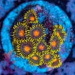 Blow Pops Zoa - Image 6