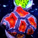 Blue Rim Acan - Image 10