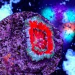Blue Rim Acan - Image 5