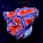 Blue Rim Acan - Image 9