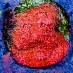 Bubblegum Chalice - Image 7