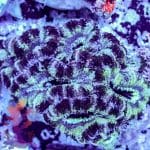 Candy Stripe Acan - Image 6