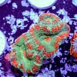 Candy Stripe Acan - Image 7