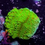 Chilli Pepper Montipora - Image 4