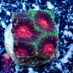 Christmas Favia - Image 6