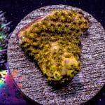 Cyphastrea