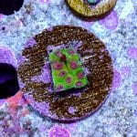 Cyphastrea - Image 10