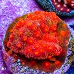Cyphastrea - Image 3