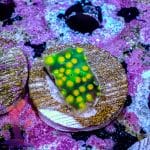 Cyphastrea - Image 4